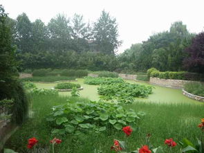 淺析園林綠化工程雨季和夏季施工措施 好養(yǎng)護