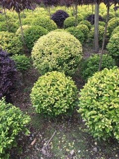 基地直供私家花園景觀造型綠化苗木、園林綠化工程施工