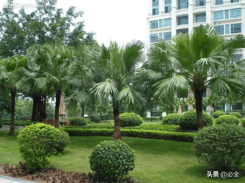 收藏丨園林綠化施工中苗木的管理技術(shù)