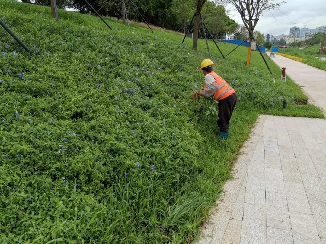 承接北京綠化養護園林工程綠植養護