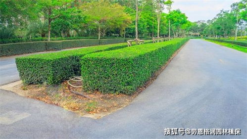 園林綠化與體育場地設施一體化施工與養(yǎng)護方案