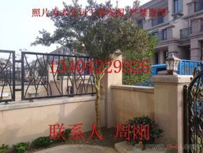 蘇州園林綠化 從設(shè)計(jì)、施工到養(yǎng)護(hù)的古典與現(xiàn)代融合之道